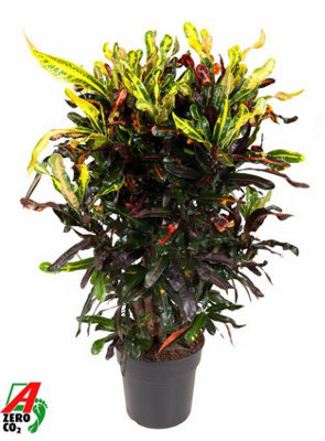 Cod Var Mammi VerStemt, 27cm Pot Size, 100cm Tall, Spider Plant, Indoor ...