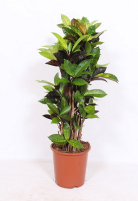 Cod Var Mrs. Iceton , 27cm Pot Size , 120cm Tall , Coleus , Indoor Houseplant