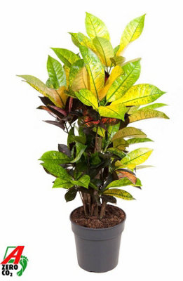 Cod Var Mrs Iceton VerStemt, 19cm Pot Size, 60cm Tall, Coleus, Indoor ...
