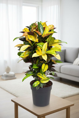 Cod Var Mrs Iceton VerStemt Pot size 24 Cm Height 90 Croton Indoor ...