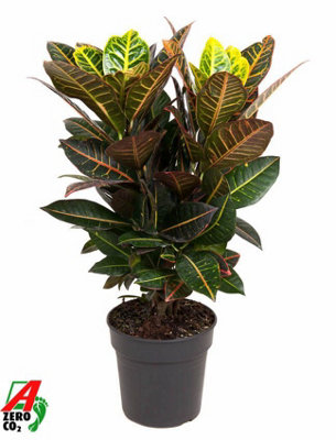 Cod Var Petra VerStemt, 21cm Pot Size, 70cm Tall, Succulent, Indoor ...