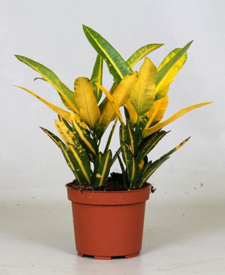 Cod Var Sunny Star, 12cm Pot Size, 30cm Tall, Geranium, Indoor Houseplant