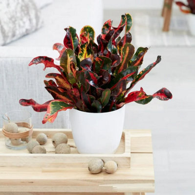 Codiaeum Mammi in 12cm Pot - Joseph's Coat - Multicoloured Indoor Plant - 3