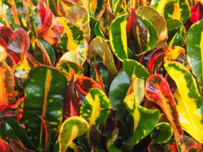 Codiaeum Mammi in 12cm Pot - Joseph's Coat - Multicoloured Indoor Plant - 4