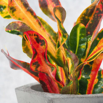 Codiaeum Mammi in 12cm Pot - Joseph's Coat - Multicoloured Indoor Plant - 6