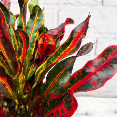 Codiaeum Mammi in 12cm Pot - Joseph's Coat - Multicoloured Indoor Plant - 7
