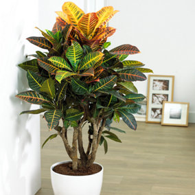 Codiaeum 'Petra' Plant - Colorful Foliage for Indoor Spaces, Easy Care, Brightens Any Room (30-40cm)