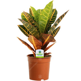 Codiaeum 'Petra' Plant - Colorful Foliage for Indoor Spaces, Easy Care, Brightens Any Room (30-40cm)