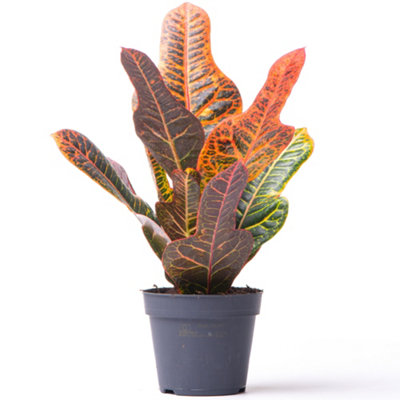 Codiaeum variegatum Excellent - Variegated Croton (20-30cm Height Including Pot)