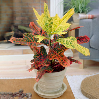 Codiaeum variegatum Excellent - Variegated Croton (20-30cm Height Including Pot)