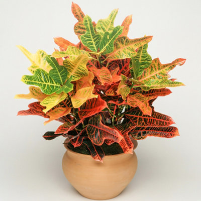 Codiaeum variegatum Excellent - Variegated Croton (20-30cm Height Including Pot)