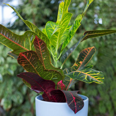 Codiaeum variegatum Excellent - Variegated Croton (20-30cm Height Including Pot)