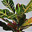 Codiaeum variegatum Excellent - Variegated Croton (20-30cm Height Including Pot)