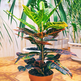 Codiaeum variegatum Excellent - Variegated Croton (20-30cm Height Including Pot)