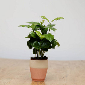 Coffee Arabica Plant - Grow Your Own Coffee at Home, Easy Care, Perfect for Indoor Gardens (20-30cm)