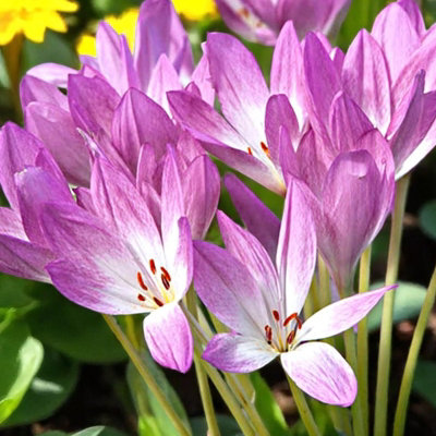 Colchicum Giant 3 x Spring Bulbs - Spring Flowering Perennials