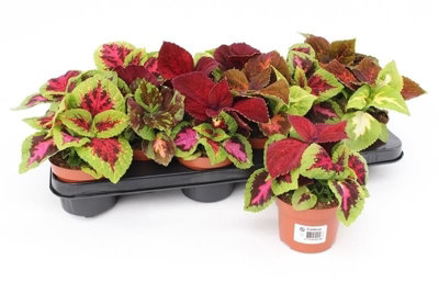 Coleus Blumei Wizard, 510cm Pot Size, 17cm Tall, Wizard Coleus, Indoor ...