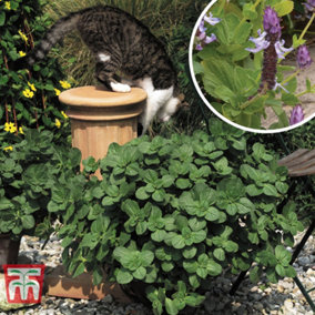 Coleus Canina Scardy Cat (Verpiss Dich Cat) 35mm Plug Plant x 1
