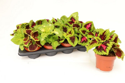 Coleus Mixed Kong, 13cm Pot Size, 17cm Tall, Coleus,Indoor Houseplant