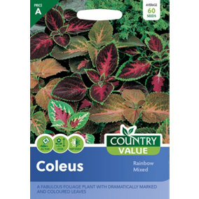 Coleus Rainbow Mixed by Country Value