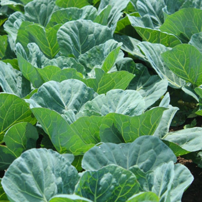 Collard Hi-Crop F1 1 Seed Packet