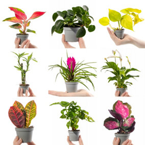 Collection Of 12 x Small Baby Evergreen Mixed Indoor House Plants Growers Choice