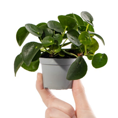 Collection Of 6 x Small Baby Evergreen Mixed Indoor House Plants Growers Choice - 6
