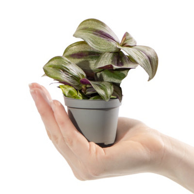 Collection Of 6 x Small Baby Evergreen Mixed Indoor House Plants Growers Choice - 7