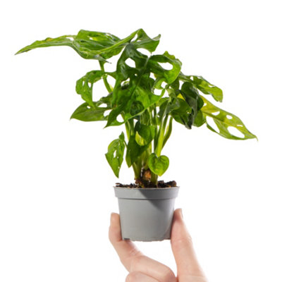 Collection Of 6 x Small Baby Evergreen Mixed Indoor House Plants Growers Choice - 8