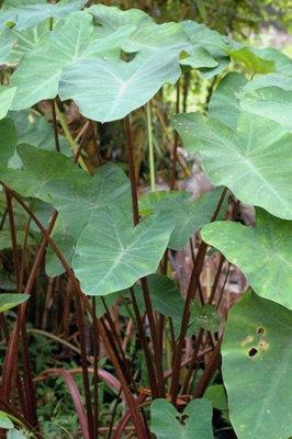 Colocasia Burgundy Stem Taro Plant Plug plant