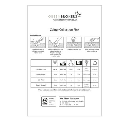 Colour Collection Spring Flower Bulbs-Pink (50 Bulbs) Bee Friendly - 3