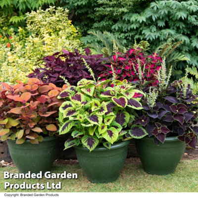 Colourful Coleus Mixed - 15 Garden Ready Plants