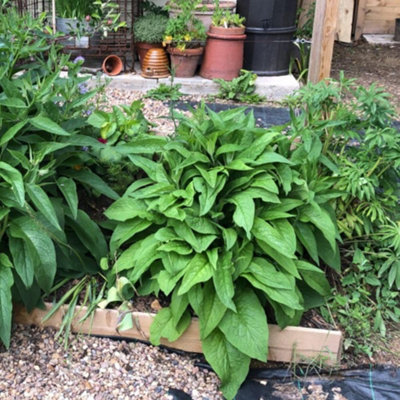 Comfrey - Hardy Perennial - 1 Bare Root Plant