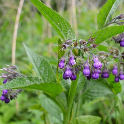 Comfrey - Hardy Perennial - 1 Bare Root Plant