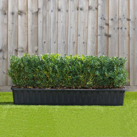 Common box Trough Instant Hedge 1m