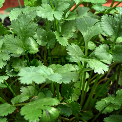 Common Coriander (10-20cm Height Including Pot) Garden Plant - Edible Annual, Compact Size