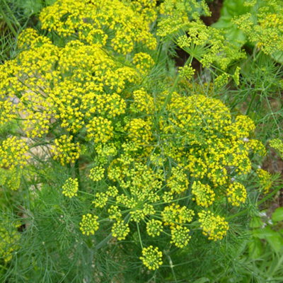 Common Dill (10-20cm Height Including Pot) Garden Plant - Edible Annual, Compact Size
