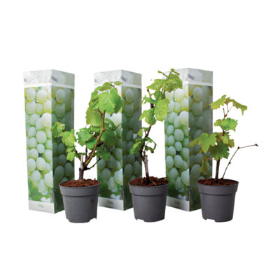 Common grape vine - 3 pcs. - Vitis vinifera 'Chardonnay' - Height 25-40cm - Pot 9cm