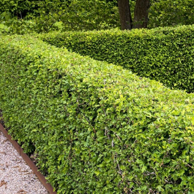 Hawthorn Plants For Hedging