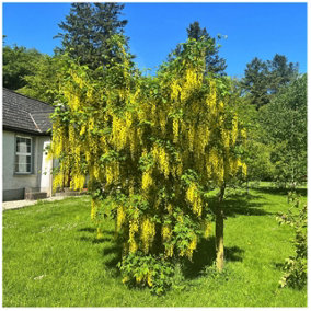 Common Laburnum Tree / Laburnum Anagyroides - Golden Chain, Golden Rain 40-60cm Tall in 1L Pot