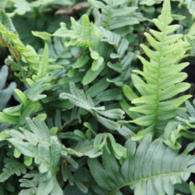 Common Polypody Polypodium Vulgare Hardy Outdoor Ferns Jungle Plant 2L Pot