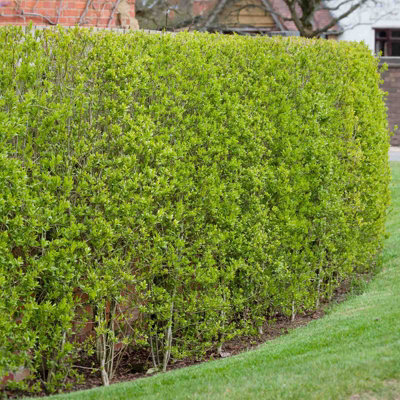 Common Privet 60/90cm bare root 100 Pack - Hedges Direct