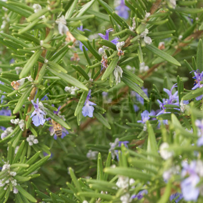 Common Rosemary (10-20cm Height Including Pot) Garden Herb Plant - Fragrant Perennial, Compact Size