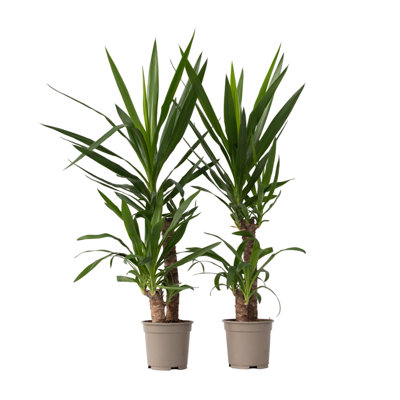 Common Yucca - 2 pcs. - Yucca elephantipes - Height 70-80cm - Pot 21cm
