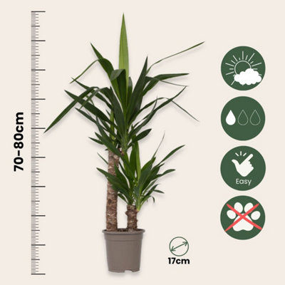 potting plants Houseplant Repotting Kit main image 0