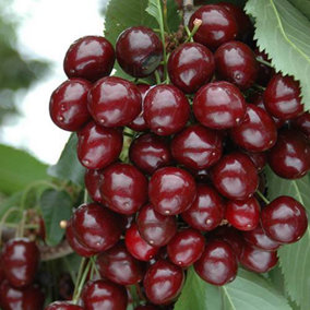Compact Sweet Cherry Tree Bush Porthos Established 50cm Tall Bush Supplied in 3 Litre Pot