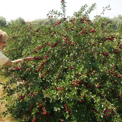 Compact Sweet Cherry Tree Bush Porthos Established 50cm Tall Bush Supplied in 3 Litre Pot
