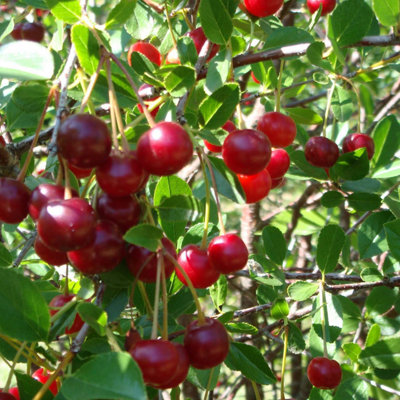 Compact Sweet Cherry Tree Bush Porthos Established 50cm Tall Bush Supplied in 3 Litre Pot - 3