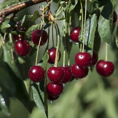 Compact Sweet Cherry Tree Bush Porthos Established 50cm Tall Bush Supplied in 3 Litre Pot - 4