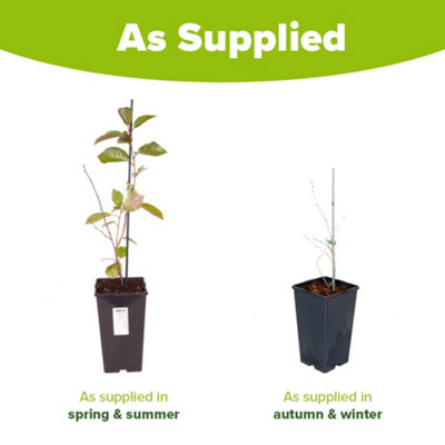 Compact Sweet Cherry Tree Bush Porthos Established 50cm Tall Bush Supplied in 3 Litre Pot - 6